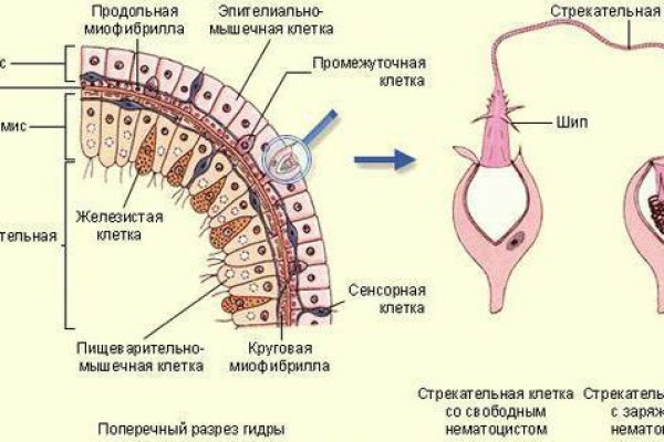 Кракен картель